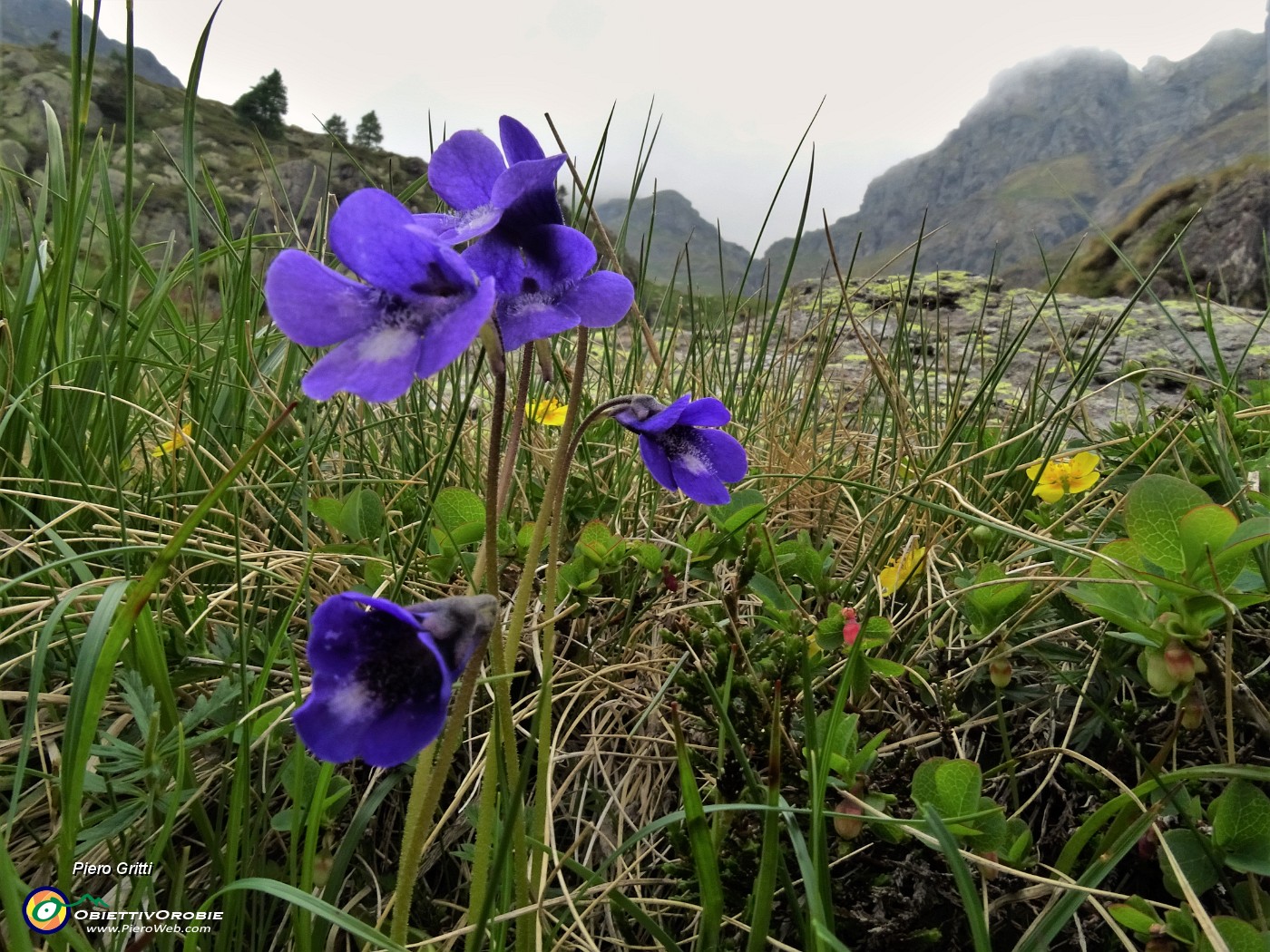 56 Pinguicula vulgaris (Pin guicula comune).JPG